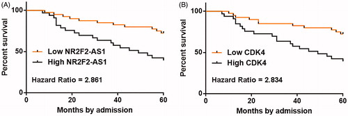 Figure 3. High levels of NR2F2-AS1 and CDK4 predicted poor survival. Patients were divided into high (n = 30) and low (n = 30) NR2F2-AS1 (A)/CDK4 (B) level groups with the median expression level of NR2F2-AS1/CDK4 in PC tissues as cutoff value. Survival curves were plotted and compared by K-M plotter and log-rank test, respectively.