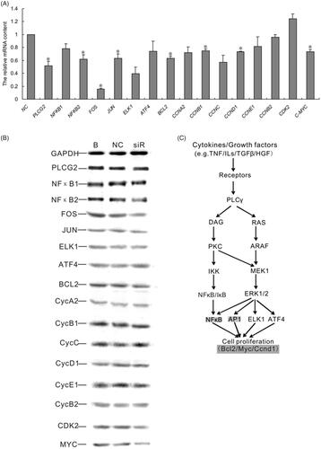 Figure 3. Changes of PLCG2 may modulate NF-κB and ERK signaling, which were hepatocytes proliferation-associated. (A). mRNA expression of 16 genes detected by qRT-PCR. Data represent the mean (±SD) of at least three independent experiments. t-Test: *p < .05. (B) Western blotting assay result shown that the expression of NFKB2, FOS, JUN, BCL2, CCND1 and MYC were suppressed when inhibit the expression of PLCG2. (C) PLCG2 may promote hepatocyte proliferation in vitro via NF-κB and ERK pathway by targeting BCL2, MYC and CCND1.