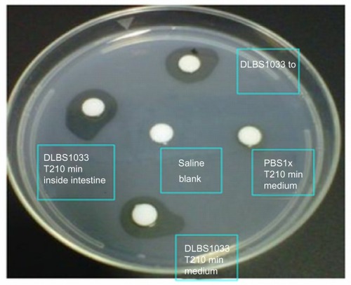 Figure 4 Fibrin plate of samples from intestinal permeability assay.