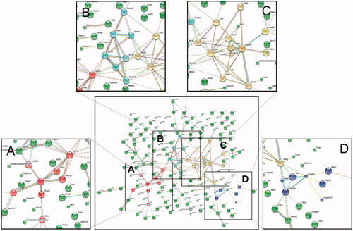Figure 7. Protein network analysis using STRING data resources. Information regarding the restoration of gene expression after EHM administration in hyperlipidemic mice was uploaded to the STRING database (version 11.0) to investigate interactions between related proteins. Network nodes represent proteins, edges represent protein–protein interactions, and the line thickness indicates the strength of data support. Four main protein–protein interactions were observed, and Hdac2 (A), Xrcc2-Xrcc3 (B), Uhrf1 (C), and Prkar2b (D) were identified as key proteins in these interactions.