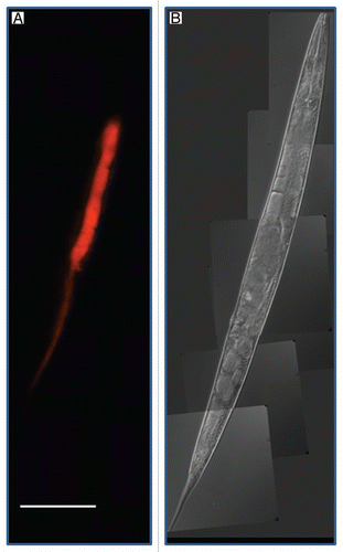 Figure 1 Light microscopic pictures of Caenorhabditis briggsae KT0001. (A) Red Fluorescent Protein (RFP)-tagged Serratia sp. SCBI lining the gut of C. briggsae KT0001. We used plasmid pSPR that harbors the red fluorescent protein gene from DsRedExpress for fluorescent tagging. For a detailed description of the methodology see reference Citation25. (B) Differential Interference Contrast image of same worm used in (A). (Scale bar = 100µm).