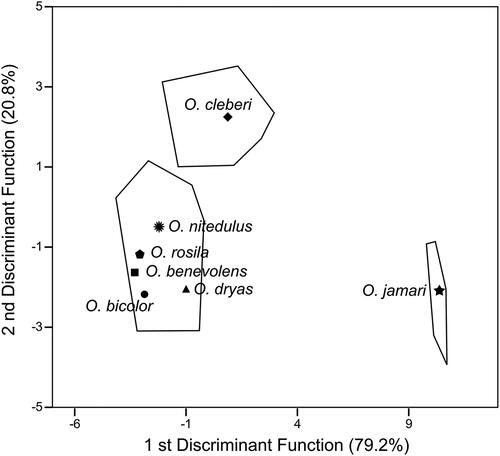 Figure 11. Scatterplot of the first (DF1) and second (DF2) canonical variates of the discriminant function analysis (DFA) of 31 log-transformed craniodental measurements of Oecomys jamari sp. nov., O. bicolor lato sensu, and O. cleberi lato sensu analysed in this study.