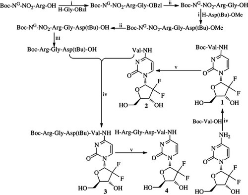 Figure 2 Synthetic route of RGDV-gemcitabine (4)a.Notes: aReagents: i) DCC, HOBt, NMM and THF; ii) CH3OH and aqueous NaOH (4 M); iii) CH3OH and Pd/C; iv) DCC, HOBt and DMF; v) Hydrochloride in ethyl acetate (4 M).Abbreviations: DCC, dicyclohexylcarbodiimide; HOBt, N-hydroxybenzotriazole; NMM, N-methylmorpholine; THF, tetrahydrofuran; DMF, N,N-dimethylformamide; RGDV-gemcitabine, 4-(Arg-Gly-Asp-Val-amino)-1-[3,3-difluoro-4-hydroxy-5-(hydroxylmethyl)oxo-lan-2-yl]pyrimidin-2-one.