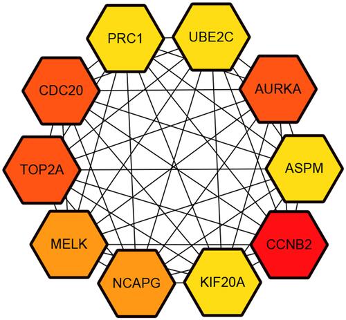 Figure 4 Hub genes screened from protein–protein interaction network.