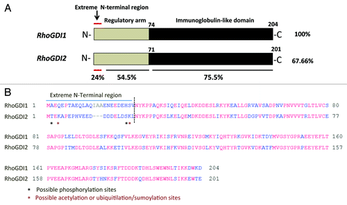 Figure 1. (A) Structure of RhoGDI1 and RhoGDI2. Primary sequence similiarity of RhoGDI1 and RhoGDI2 as indicated by the percent identity. The approximate locations of important residues described in the text are indicated the terminal amino acid residue. First 25 amino acid residues are defined as extreme N-terminal region. (B) Sequence alignments of human RhoGDI1 and RhoGDI2 were performed using COBALT FORMAT. *Indicated the possible post-translational modication residues.