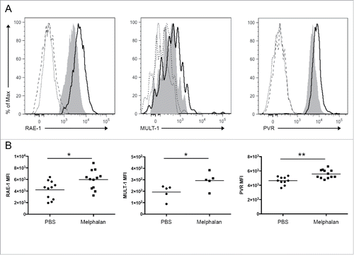 Figure 2. Modulation of RAE-1, MULT-1, and PVR expression on BM MM cells from tumor-bearing mice after melphalan treatment. RAE-1, MULT-1, and PVR surface expression was analyzed as median fluorescence intensity (MFI) by immunostaining and flow cytometry. (A) Representative histograms. Gray histogram and black line represent PBS- and melphalan-treated tumor-bearing mice, respectively; dotted and dashed lines represent PBS- and melphalan-treated tumor-bearing mice isotype controls, respectively. (B) Dot plots and statistical analysis. Each circle or square represents a mouse. The horizontal bar represents the mean value. * p < 0.05, ** p < 0.01.