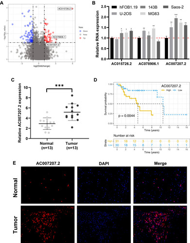 Figure 1 AC007207.2 is upregulated in OS tissue and cells.