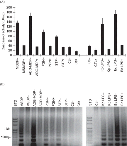 Figure 7. Inhibition of MSDP-, ADG-MDP-, PGN-, STP-, and LPS-induced RK13 cell apoptosis by Q-VD-OPh (1 µM). (A) Mean (±SD) caspase-3 activity in RK13 cells incubated with MSDP, ADG-MDP (1 µg/mL), PGN (250 µg/mL; Streptomyces sp.), STP (1 µg/mL), and LPS [E. coli (Ec) and K. pneumoniae (Kp)] plus (+) and minus (–) Q-VD-OPh for 6 h. The data are from duplicate cultures assayed in triplicate. (B) Apoptotic DNA degradation in RK13 cells (from one of two experiments) incubated with MSDP, ADG-MDP, PGN (Streptomyces sp.), STP, and Ec and Kp LPS plus (+) and minus (–) Q-VD-OPh. (STD; Gene Mark 100 kb DNA ladder.)