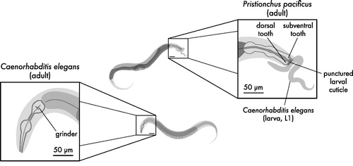 Figure 1. Pristionchus pacificus and Caenorhabditis elegans are similar in size and body form at the young adult stage. Caenorhabditis elegans possesses a grinder that it uses to lyse bacteria for consumption. Instead of a grinder, P. pacificus instead has one or two teeth that it uses to puncture the cuticle of larval C. elegans prey. The non-predatory stenostomatous dimorph of P. pacificus has only dorsal tooth, while the predation-enabled eurystomatous dimorph possesses a larger claw-like dorsal tooth and an additional subventral tooth.