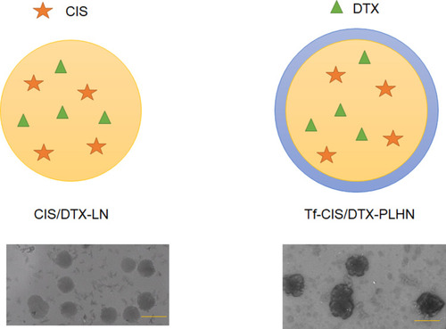 Figure 1 The schematic illustration and TEM images of Tf-CIS/DTX-PLHN and CIS/DTX-LN (scale bar showed 200 nm).