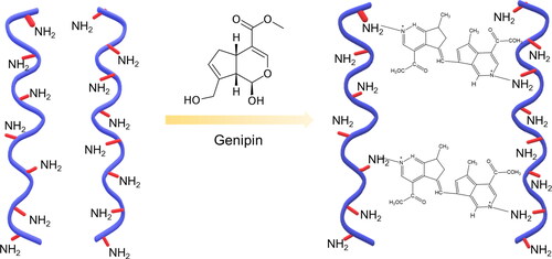 Figure 1. The cross-linking method for constructing a genipin conjugated by sericin hydrogels (Gen-SH).