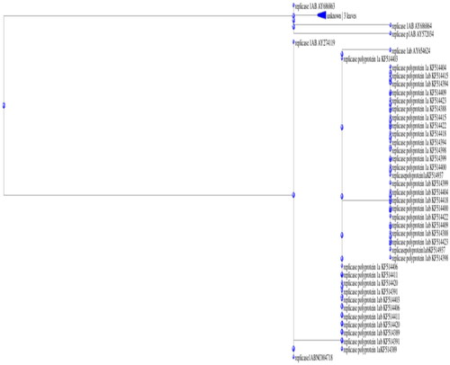 Figure 3. Phylogenetic tree of replicase proteins.