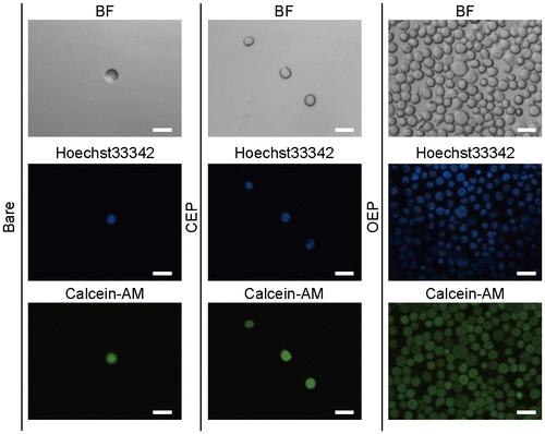 Figure 3. Images of Jurkat T cells on the bare Ta2O5, CEP SAM, and OEP SAM surfaces. BF: bright field. Cell nucleus and cytoplasm were stained by Hoechst 33342 and calcein, respectively. Scale bars: 20 μm.