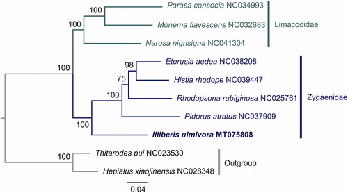 Figure 1. Mitochondrial phylogeny of eight Zygaenoidea species based on the concatenated nucleotide sequences of 13 mitochondrial protein-coding genes.