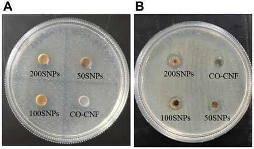 Figure 10 Antimicrobial activities of nanoparticles against (A) S. mutans and (B) P. gingivalis.Abbreviations: CO-CNF, ĸ-carrageenan oligosaccharides linked cellulose nanofibers; 50 SNPs, 50 mg surfactin-loaded CO-CNF nanoparticles; 100 SNPs, 100 mg surfactin-loaded CO-CNF nanoparticles; 200 SNPs, 200 mg surfactin-loaded CO-CNF nanoparticles.