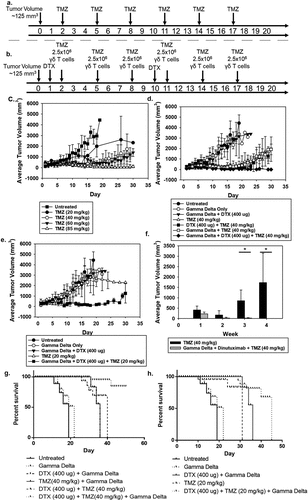 Figure 7. Enhancing NB patient-derived γδ T-cell effectiveness in vivo by combination therapy (a-b) Schematic representation of the treatment plan for NSG mice injected subcutaneously with IMR5 cells. Time T = 0 refers to when the tumor reaches a minimum of 125 mm3 and the start of treatment. NSG mice with established IMR5 subcutaneous tumors were treated over a 17-day period at varied doses of TMZ, DTX, and γδ T cells. (c) Tumor volume was measured and average tumor volume over time and standard deviation was calculated for TMZ doses of 20 mg/kg (N = 4), 40 mg/kg (N = 5), 60 mg/kg (N = 2), 85 mg/kg (N = 5), and compared to untreated controls. (d) Untreated (N = 8), 2.5 × 106 γδ Only (N = 8), γδ + dinutuximab (DTX) (400 μg) [N = 4], TMZ (40 mg/kg) [N = 5], DTX (400 μg)+TMZ (40 mg/kg) [N = 4], γδ+TMZ (40 mg/kg) [N = 5], and γδ+DTX (400 μg)+TMZ (40 mg/kg) [N = 6] were evaluated through day 30. (e) A lower dose of TMZ (20 mg/kg) [N = 4] was used alone or with various combinations of DTX and γδ T cells [minimum of N = 4 per cohort]. (f) TMZ (40 mg/kg) [N = 5] and γδ+DTX (400 μg) + TMZ (40 mg/kg) [N = 6] are compared by paired t-test over 4 weeks (*p = 0.029 at week 4). (g) Survival curves to day 50 from the start of treatment, shows a significant survival advantage among animals that received 40 mg/kg TMZ with 400 μg DTX and 2.5 × 106 γδ T cells compared to γδ T cells alone, γδ T cells + DTX, γδ T cells + TMZ, and TMZ + DTX (log-rank p < 0.001). (h) Survival curves to day 50 from the start of treatment, demonstrates significance in survival when using lower doses of TMZ (20 mg/kg) with 400 μg DTX and 2.5 × 106 γδ T cells compared to untreated animals, γδ T cells only, γδ T cells+DTX, and TMZ (20 mg/kg) only (log-rank p < 0.001).