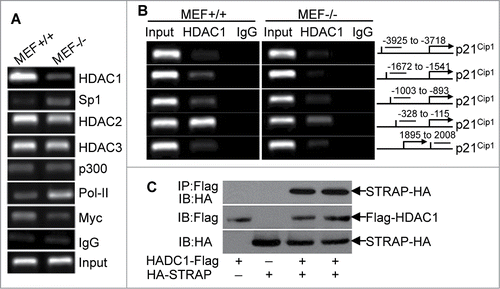 Figure 4. Loss of STRAP leads to alterations in the components of p21Cip1 promoter-associated complexes. (A) Anti-HDAC1, anti-HDAC2, anti-HDAC3, anti-Sp1, anti-p300, anti-PoI-II, and anti-Myc antibodies were used for ChIP assays. PCR amplification was done with proximal region of p21Cip1 promoter. Extracted DNA was used as input control. (B) PCR amplification was done with distal and proximal regions of p21Cip1 promoter. Anti-HDAC1 antibody was used for ChIP assay (left panel). A schematic graph (right panel) indicates the location of the primer pairs used for this assay. (C) 293T cells were co-transfected with Flag-tagged HDAC1 and HA-tagged STRAP as indicated. Lysates were subjected to Flag immunoprecipitation and then immunoblotted using anti-HA antibody. Protein expression was tested by immunoblotting.