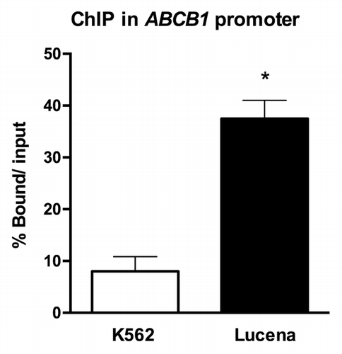 Figure 1. ChIP assay for the in vivo quantification of LRPPRC binding to the ABCB1 promoter. RT-qPCR quantification of LRPPRC binding to the ABCB1promoter in K562 and Lucena cells after ChIP assay. DNA amplification was quantified in bound and unbound fractions after normalization with SMAD8 nonspecific amplification. Normalized fractions were used to calculate the bound/input ratio. Results are expressed as mean ± SD for three independent experiments.