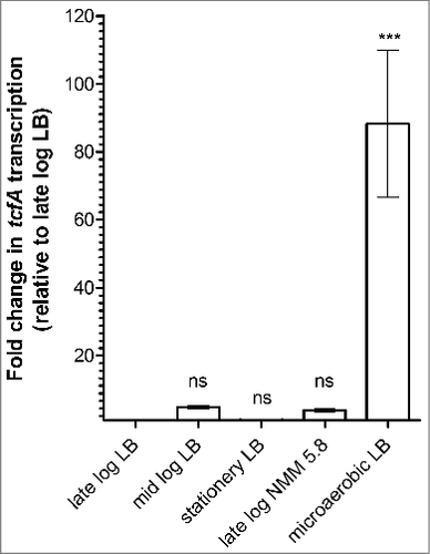 Figure 4. tcf expression in S. Infantis is induced under microaerobic conditions in rich broth. Total RNA was harvested from S. Infantis 119944 grown under different growth conditions and was subjected to a qRT-PCR analysis. Growth conditions that were tested included (i) growth to the late-logarithmic phase (OD600 ∼1) under aerobic conditions in LB broth (late log LB); (ii) growth to the mid-logarithmic phase (OD600 ∼0.5) under aerobic conditions in LB broth (mid log LB); (iii) growth to the stationary phase (OD600 ∼7) under aerobic conditions in LB broth (stationary LB); (iv) growth to the late-logarithmic phase (OD600 ∼1) under aerobic conditions in N-minimal medium pH 5.8 (late log NMM 5.8); and (v) growth to the stationary phase under microaerobic conditions in LB broth (microaerobic LB). The change in tcfA transcription (normalized to 16S rRNA) under the different growth conditions relative to tcfA expression in the late-logarithmic phase in LB is shown. Indicated values present the mean and SEM of three independent RT-PCR experiments with 2–4 replicates. One way ANOVA with Dunnett's Multiple Comparison Test were performed to determine statistical significance. ns, not significant; ###, P<0.001