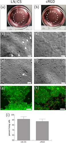 Figure 5. HCEC after thermally induced detachment from PVME50–PNiPAAm40–PVMEMA10 carriers functionalized with LN/CS or cRGD and transfer onto biofunctionalized, polymer-coated cover slips. (a), (b) Macroscopic images show HCEC sheets four hours after the transfer. (c)–(f) Microscopic images of HCEC sheets four hours after the transfer. The few holes that emerged in the fragile cell sheet during detachment and transfer are marked with white arrow heads (scale bar (c) and (d): 200 μm, scale bar (e), (f) 50 μm). (g), (h) Life-dead-staining of HCEC one day after transfer. Vital cells are shown in green (FDA), necrotic cells in red (PI) (scale bar 130 μm). (i) Flow cytometric analysis of HCEC after vital staining with PI. Better cell survival was seen after transfer from LN/CS-functionalized SRP carriers than after transfer from cRGD-functionalized samples. The difference between LN/CS-functionalized and cRGD-functionalized SRP carriers was not statistically significant (p = 0.315). Mean ± sd, n = 3.