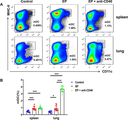 Figure 2 EP induces mDC expansion in mice. (A) Representative flow cytometric scatter plot of the proportions of mDCs in the spleen and lungs in the control group, EP group, and EP+anti-CD40 group. (B) Comparisons of the proportions of mDCs in the spleen and lungs among the three groups. Data are expressed as the mean ± standard deviation (n = 8 in each group). *P < 0.05, ***P < 0.001.