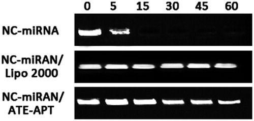 Figure 2. ATE–APT blocks degradation of siRNA from nuclease, naked NC-miRNA, miRNA/Lipofectamine 2000 complex and NC-miRNA/ATE–APT complex were incubated in the presence of RNase (0.1 mg/ml) for 0, 5, 15, 30, 45 and 60 min at 37 °C and then agarose gel electrophoresed. The presence of miRNA was revealed by ethidium bromide staining. APT, aptamer; ATE, atelocollagen; and NC, negative control.