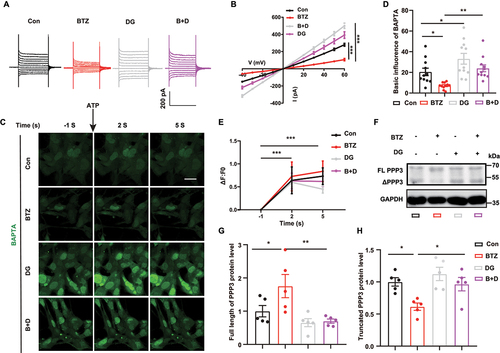 Figure 4. Digoxin restores PPP3 activity by increase Ca2+ currents in HBMECs. (A) Representative Ca2+ currents were recorded by whole-cell patch clamping in HBMECs with or without digoxin treatment in the presence of BTZ. (B) Quantification of the Ca2+ current in (A) (mean ± SEM; n = 3 independent experiments; *** P < 0.001; two-way ANOVA with Tukey’s multiple comparisons test). (C) Representative images of BAPTA fluorescence in living cells with or without digoxin treatment of control or BTZ-exposed HBMECs before and after ATP (25 μmol/L) supplementation. Scale bar: 20 μm. BAPTA (green), Ca2+ probe. (D) Quantification of BAPTA fluorescence before ATP supplementation in (C) (mean ± SEM; n = 3 independent experiments; * P < 0.05, ** P < 0.01; one-way ANOVA with Tukey’s multiple comparisons test). (E) Quantification of changes in BAPTA fluorescence after ATP supplementation in (C) (mean ± SEM; n = 3 independent experiments; *** P < 0.001; two-way ANOVA with Tukey’s multiple comparisons test). (F) Representative bands of full-length PPP3 (FL PPP3) and proteolytic fragments (ΔPPP3) in HBMECs. (G and H) Quantification of FL PPP3 and ΔPPP3 in (F) (mean ± SEM; n = 5 independent experiments; * P < 0.05, ** P < 0.01; one-way ANOVA with Tukey’s multiple comparisons test).