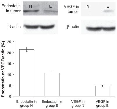 Figure 7 Amounts of endostatin and vascular endothelial growth factor in tumor tissue after treatment with endostar or endostar-loaded PEG-PLGA nanoparticles. Proteins were separated by polyacrylamide gel electrophoresis and probed with antiendostatin or antivascular endothelial growth factor antibody. N represents the sample from the endostar-loaded nanoparticles group, and E the sample from the endostar group.Abbreviations: PEG-PGLA, poly(ethylene glycol) modified poly(DL-lactide-co-glycolide); VEGF, vascular endothelial growth factor.