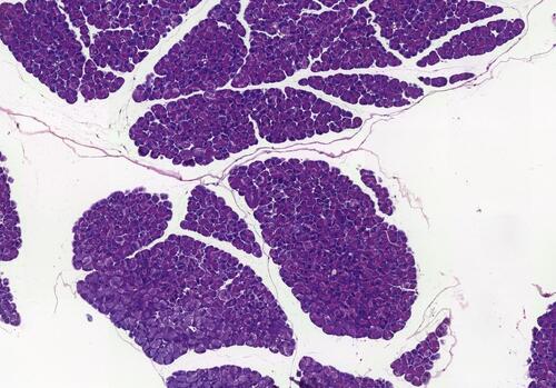 Figure 5 Panoramic view of the sedentary ob/ob mouse pancreas with preserved morphology and tissue (original magnification ×20).