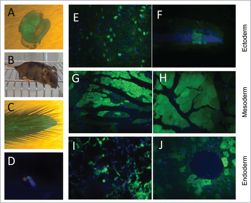 Figure 3. Contribution of EGFP-HAC ES cells to mouse development following blastocyst injection. (A) A representative 10.5 dpc chimeric embryo. (B) A representative 4-week old chimeric mouse. (C) Tail tip of a chimera, which was used to establish primary culture of fibroblasts. (D) FISH analysis of the established fibroblasts, using a Cy3-labeled DNA probe specific to the alphoid repeat. (E–J) EGFP visualization in paraffin sections of representative organs of the chimeric adult mice. Shown are sections of brain (E) and retina (F), both of ectoderm germ layer, heart (G) and skeletal muscles (H) of mesoderm origin, and bronchial epithelial cells (I) and liver hepatocytes (J), both belonging to the endoderm germ layer.