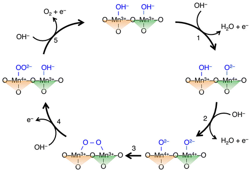 Figure 10. Proposed OER mechanism for LaMn7O12 via direct O–O bond formation between the unsaturated MnO4 plane (green, right triangle) and the unsaturated MnO6 octahedron (orange, left triangle). Reproduced from [Citation65] with permission from John Wiley & Sons.