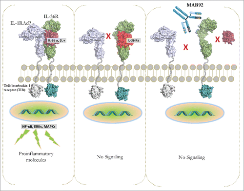 Figure 1. IL-36R signaling. Binding of the proteolytically maturated agonistic IL-36 ligands (α, β and γ) to the IL-36R results in the recruitment of the co-receptor (IL-1RAcP) and lead to activation of the NFκB, MAPK and ERK. Intracellular signaling activates gene transcription of proinflammatory mediators. IL-36Ra competes with IL-36 for IL-36R binding, thereby acting as an IL-36 antagonist. IL-36 can directly or indirectly stimulate various cellular responses and is involved in models of psoriasis and in generalized pustular psoriasis in humans. Binding of MAB92 to huIL-36R would antagonize the IL-36R signaling.