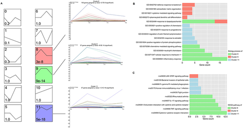 Figure 3 Short Time-series Expression Miner (STEM) expression profiling analysis of overlapping DEGs. (A) Cluster map of STEM expression profiling analysis. Each small square represents a different set of clustered genes obtained by STEM. The number in the upper left corner of the small square indicates the number of the clustered gene set. The black broken lines in the squares indicate the trend of expression of all genes in the gene set. The numbers in the lower left corner indicate the significance P value of gene expression similarity in this cluster gene set. (B and C) The significantly correlated GO biological process (B) and KEGG signaling pathway (C) enrichment analysis of the DEGs contained in the three clusters. The horizontal axis represents the number of DEGs participating in the item, and the vertical axis represents the item name, and the color represents different clusters.