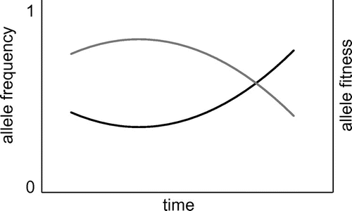 Figure 1. Illustration of negative frequency-dependent selection leading to protected polymorphism.