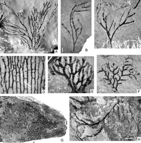 Fig. 4. Darriwilian graptolites from west Yunnan, China. A, Callograptus sp. NIGP149232 (BPSD-1-48). B–C, Dendrograptus sp., B, NIGP149233 (BSSD-1-3), C, NIGP149234 (BPSD-1-27). D, Dictyonema sp., NIGP149235 (BPSD-1-45). E, Palaeodictyota sp., NIGP149236 (BPSD-1-40). F, Ptilograptus poctai Ruedemann, NIGP149237 (BPSD-1-9). G, Desmograptus vandelooi Ruedemann, NIGP149238 (BPSD-1-42). H, Pterograptus sp., NIGP149239 (BPSD-1-25). All scale bars=1 mm.