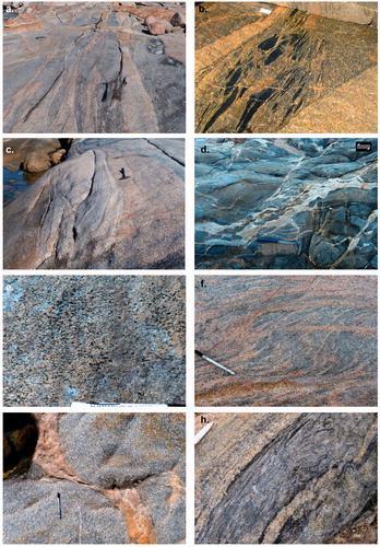 Figure 4. Structural elements indicating St Peter Suite was accompanied by deformation. (a) Pale-blue to grey monzogranite, with locally developed north-striking schlieric layering and a parallel, moderately developed solid-state foliation. The monzogranite is interlayered with a medium- to coarse-grained, pale-pink to cream coloured granite that contains small wispy biotite lenses (<1 mm-wide and 1 cm long), which define a magmatic-state foliation aligned parallel to the layering and foliation in the monzogranite. Immediately to the left of the hammer is a granite sheet that has a pinch and swell geometry. View to the north, with the hammer head pointing to the north. (b) Elongate mafic enclaves within granodiorite that are elongate parallel to the magmatic foliation. Also note the granite sheet at right of field of view that cuts the earlier magmatic phases. Smooth Pool locality. (c) Folding within granodiorite sheets at the Smooth Pool locality. View to the south, down plunge of isoclinal fold. (d) Leucogranite-filled shear bands within boudinaged mafic sheet. Geometry of the shear bands indicate sinistral sense of shear. Thevenard locality. (e) Example of a solid-state foliation developed within mafic-poor granite at the Thevenard locality. The foliation is defined by elongate quartz aggregates and strikes north–south at this location. Plan view with the black pen cap pointing to the north. (f) Example of magmatic-state C–S planes from The Granites locality. (g) Magmatic-state foliation (defined by common biotite lamellae) within coarse-grained, feldspar porphyritic monzogranite, together with a parallel leucogranite sheet is offset by an apparently sinistral shear zone. Point Brown locality. (h) Example of more gneissic-type granitoid of the St Peter Suite from Rocky Point locality. The field of view shows the contact between a granite sheet on the left-hand side that lies parallel to the main biotite-defined foliation within a biotite-rich gneiss.
