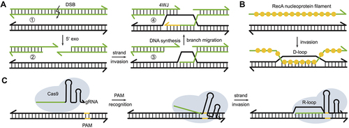 Figure 2. Biological processes involving strand displacement. a) Homologous recombination occurring after a double strand break (DSB). The broken strands (green) are trimmed at their 5’ ends with an exonuclease which allows invasion of the intact homologous duplex shown in black. Template-directed DNA polymerization is accompanied by a branch migration process (the newly synthesized sequence is shown in yellow, 4WJ = four-way junction). b) Recombination protein RecA forms a nucleoprotein filament with single-stranded DNA. RecA helps to invade a duplex with a homologous sequence, resulting in the formation of a D-loop. c) a Cas9-guide RNA complex binds to a PAM sequence on a target duplex, from where a strand invasion process is initiated. The RNA spacer sequence (green) displaces one of the DNA strands of the duplex and thereby forms an R-loop [Citation4,Citation5]. .