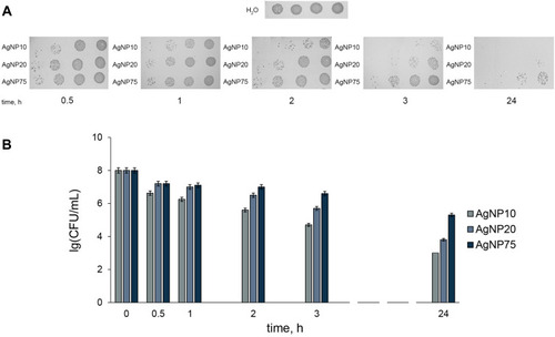 Figure 3 Time-dependent antibacterial effects of the AgNPs at [Ag] 20 μM. (A) colony-forming ability of Escherichia coli cells on agar plates at various times of incubation with AgNPs of different size; (B) bar charts showing survival of E. coli cells as a function of time of treatment with AgNPs. CFU – colony-forming unit.