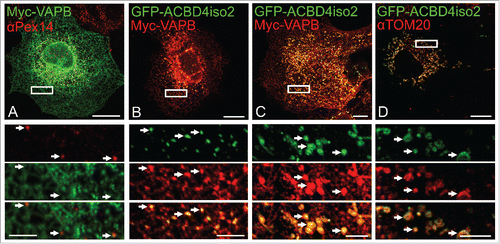 Figure 3 . ACBD4iso2/VAPB co-expression promotes PO-ER association. COS-7 cells were transfected with (A) Myc-VAPB alone (immunolabelled using αPEX14, a peroxisomal marker), (B) Myc-VAPB co-expressed with GFP-ACBD4iso2, (C) Myc-VAPB co-expressed with GFP-ACBD4iso2 showing mitochondrial mistargeting. (D) Co-localization of GFP-ACBD4iso2 with Tom20 (mitochondrial marker). Arrows highlight PO-ER association. Bars, 20 µm (overview), 5 µm (cut outs).
