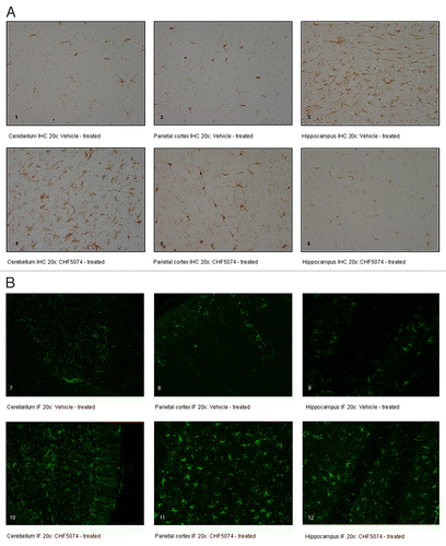 Figure 8 (A) Representative immunohistochemical staining with polyclonal antibody iba-1. Coronal brain sections of intraperitoneally-infected mice treated with vehicle (1. Cerebellum IHC 20x; 2. Parietal Cortex IHC 20x; 3. Hippocampus IHC 20x) or CHF5074 (4. Cerebellum IHC 20x; 5. Parietal Cortex IHC 20x; 6. Hippocampus IHC 20x). (B) Representative immunofluorescence staining with polyclonal antibody GFAP. Coronal brain sections of intraperitoneally infected mice treated with vehicle (7. Cerebellum IF 20x; 8. Parietal Cortex IF 20x; 9. Hippocampus IF 20x) or CHF5074 (10. Cerebellum IF 20x; 11. Parietal Cortex IF 20x; 12. Hippocampus IF 20x).