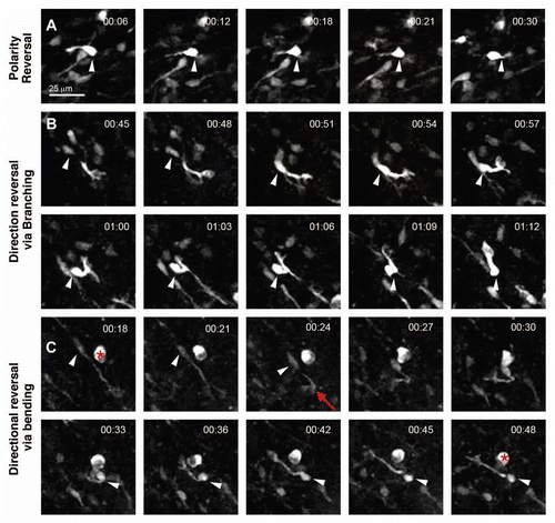 Figure 5 Typical examples of direction changes. (A) Polarity reversal. Arrowhead at time point 00:30 points to the new leading process. The other arrowheads to the cell body. (B) Direction reversal via branching. The leading process rotates to come in close apposition to the cell body. Simultaneously the lamellipodium bifurcates and branches by approximately 90°. The portion pointing backwards persists. The cell body eventually translocates to the point of branching, between 01:09 and 01:12, and migration resumes. Note the bending of the leading process prior to rotation. Arrowheads point to position of cell body. (C) Direction reversal via D-bending. A neuroblast reversing direction through D-bending of the leading process (red arrow). Arrowhead shows cell soma and asterisk shows stationary cell. Scale bars = 25 µm.