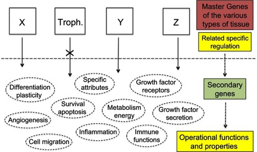 Figure 6 Therapeutic strategies.Notes: The current anti-cancer therapies target operational functions and properties common to all cells and thus have adverse side effects against normal tissues for which use of certain of these functions and properties is potentially vital. Exclusively targeting the specific products of the trophoblastic master genes would de facto make cancer cells lack a suitable logistical support to survive whereas normal tissues would not be impacted as every operational function and property of normal cells would remain unaltered. X, Y, Z represent the master genes that determine the various types of tissue, eg, X may be the group of epidermis master genes, alike Y for kidney epithelium, or Z for thyroid epithelium, etc. “Troph.” represents the trophoblastic master genes.