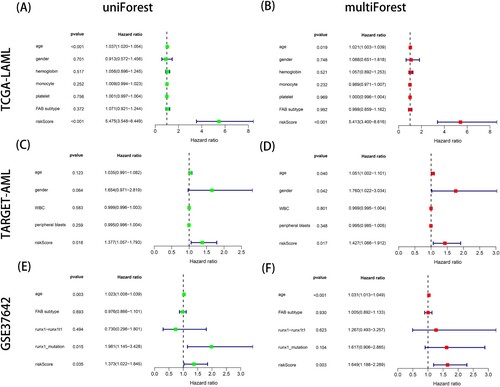 Figure 3. The independent prognostic analyses of combining risk score and clinicopathological characteristics in TCGA-LAML, TARGET-AML and GSE37642 datasets. (A-B) The left is univariate independent prognostic analysis and the right is multivariate independent prognostic analysis in TCGA-LAML dataset. (C-D) The left is univariate independent prognostic analysis and the right is multivariate independent prognostic analysis in TARGET-AML dataset. (E-F) The left is univariate independent prognostic analysis and the right is multivariate independent prognostic analysis in GSE37642 dataset. P < 0.05 indicates that the factor is associated with the overall survival of AML. HR > 1 indicates the factor is a high-risk factor which is negatively correlated with the prognosis of AML patients.