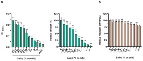 Figure 1. Saliva inhibits ZIKV MR766 infection of Vero E6 cells. (a) Saliva pooled from ten donors was serially diluted, mixed 2:1 with ZIKV MR766 and incubated for 30 min at room temperature. The mixture was added to Vero E6 cells (MOI 0.3) resulting in the final indicated cell culture concentrations. 2 hours later medium was changed and 2 days later infection was quantified by immunodetection assay that enzymatically quantifies the flavivirus protein E. Measured raw data (left) were normalized to infection rates in the absence of the respective saliva sample (right). Data are represented as average values obtained from triplicate infections ± standard deviations. (b) Vero E6 cells were incubated with pooled saliva at indicated concentrations for 2 hours. Medium was then replaced and the cellular viability determined 2 days later by CellTiter-Glo® Luminescent Cell Viability Assay. Data are normalized to viability in the absence of saliva. ns not significant; **P < 0.01; ***P < 0.001 (by one-way ANOVA with Bonferroni post-test).