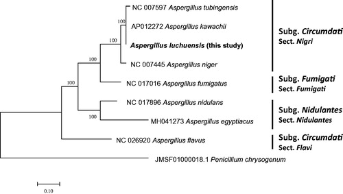Figure 1. Neighbor joining phylogenetic tree (bootstrap repeat is 10,000) of eight Aspergillus mitochondrial genomes and one Penicillium mitochondrial genome:Aspergillus luchuensis (MK061298, this study), Aspergillus kawachii (AP012272), Aspergillus egyptiacus (MH041273), Aspergillus tubingensis (NC_007597), Aspergillus nidulans (NC_017896), Aspergillus flavus (NC_026920), Aspergillus niger (NC_007445), Aspergillus fumigatus (NC_017016), and Penicillium chrysogenum (JMSF01000018).