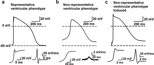 Figure 3. Representative and non-representative ventricular AP phenotype. (a) An example AP waveform of a cell with representative ventricular phenotype where the RMP is close to −80 mV and a fast upstroke velocity is observed. The insets at the bottom, on the left a magnification of the depolarization phase of the AP is shown with on the right the first differential of this depolarization phase that represents the dV/dtmax of the AP. (b) An example of a cell with a non-representative ventricular phenotype is represented, displaying a RMP more depolarized than −80 mV and a slow upstroke velocity. Magnification of the depolarization phase and the first differential of it are shown below. (c) Same cell as represented in panel b but now displaying the elicited AP upon a negative current injection (−0.05 nA). By the negative current injection the RMP was brought toward −80 mV. Subsequent induction of an AP leads to a fast upstroke velocity, which indicates that the cell is not a nodal type hSC-CM but a ventricular type cell with a more depolarized RMP