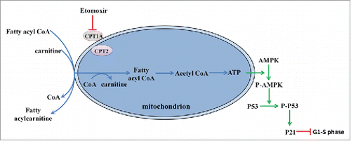Figure 5. Working model based on our observations. Etomoxir inhibited fatty acid metabolism though the AMPK pathway, which catalyzed the phosphorylation of AMPK. P-p53, catalyzed by the P-AMPK, promoted the transcriptional activation of p21, the key element of G1/S arrest.