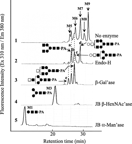 Fig. 2. SF-HPLC of PA-sugar chains obtained from glycopeptides containing TF-antigen.Note: (1) SF-HPLC of PA-sugar chains obtained from Asn-glycopeptides purified by hydrophilic partitioning by means of Shodex Asahipak NH2-P 50 resin; (2) Endo-H digest of 1; (3) β1-3/6 specific galactosidase (β-Gal’ase) digest of 2; (4) Jack bean β-hexosaminidase (JB β-HexNAc’ase) digest of 3; (5) Jack bean α-mannosidase (α-Man’ase) digest of 4. M1-9, elution positions of authentic Man1~9GlcNAc2-PA. ○, galactose; ●, mannose; □, GalNAc; ■, GlcNAc.