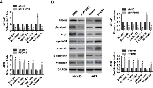Figure 5 The effects of the alteration of PFDN1 expression on EMT and Wnt/β-catenin signaling-related genes in GC cells. (A) qRT-PCR analysis of the indicated mRNA expression levels (PFDN1, β-catenin, c-myc, cyclin D1, survivin, E-cadherin, and vimentin) in GC cells followed by PFDN1 knockdown or overexpression. (B) Western blot analysis of the indicated protein expression levels (PFDN1, β-catenin, c-myc, cyclin D1, survivin, E-cadherin, and vimentin) in GC cells followed by PFDN1 knockdown or overexpression. *P<0.05.Abbreviations: PFDN1, prefoldin subunit 1; EMT, epithelial–mesenchymal transition; GC, gastric cancer; qRT-PCR, quantitative real-time PCR.