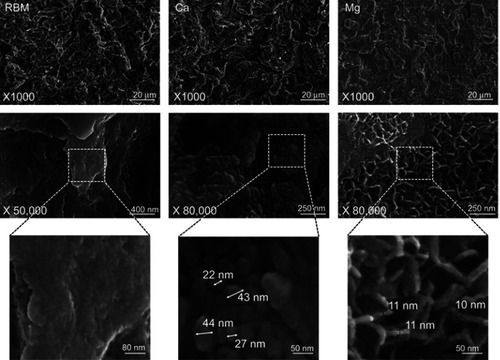 Figure 2 (Upper) FE-SEM images showing the micron-scale surface topography at a magnification ×1000. (Middle) Nanoscale topography at magnifications ×50,000 and ×80,000. (Lower) Higher magnification images showing the dimension of surface nanostructures of the unmodified RBM, Ca and Mg samples investigated samples.